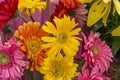 Mixed gerbera flowers with water drops