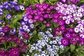 Mixed gerbera plants and flowers