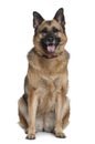 Mixed German Shepherd, 6 years old, sitting Royalty Free Stock Photo