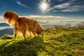 Mixed golden colored breed dog exploring grass on hilltop