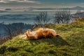 Mixed golden colored breed dog laying on back on green grass