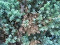 Mixed green and brown pine needles