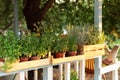 Mixed Green fresh aromatic herbs - melissa, mint, thyme, basil, parsley in pots. Aromatic spices Growing at home. Kitchen herb pla Royalty Free Stock Photo