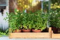 Mixed Green fresh aromatic herbs - melissa, mint, thyme, basil, parsley in pots. Aromatic spices Growing at home. Kitchen herb pla Royalty Free Stock Photo