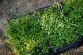 Mixed Green fresh aromatic herbs - melissa, mint, thyme, basil, parsley in pots. Kitchen herb plants in square boxs in garden.  Ar Royalty Free Stock Photo