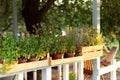 Mixed Green fresh aromatic herbs - melissa, mint, thyme, basil, parsley in pots. Aromatic spices Growing at home. Kitchen herb pla Royalty Free Stock Photo