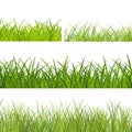 Mixed green grass