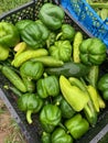 Mixed green peppers Royalty Free Stock Photo