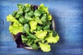 Mixed green salad leaves in a bowl Royalty Free Stock Photo