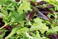 Mixed greens lettuce background Royalty Free Stock Photo