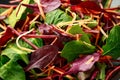 Mixed greens lettuce, spinach, baby beetroot leaves and carrots salad Royalty Free Stock Photo