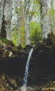 Mixed greenwood forest, mossy trees roots stick out of the ground, forest stream flows. Photo depicting dark scary misty Royalty Free Stock Photo