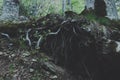 Mixed greenwood forest, mossy trees roots stick out of the ground. Photo depicting dark scary misty backwoods. Royalty Free Stock Photo