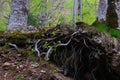 Mixed greenwood forest, mossy trees roots stick out of the ground. Photo depicting dark scary misty backwoods. Royalty Free Stock Photo