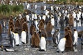 Mixed group of adult and fuzzy, young King Penguins on South Geo Royalty Free Stock Photo