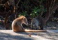 Coatimundi in the Tropics