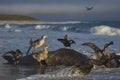 Giant Petrels feeding on a seal carcass in the Falkland Islands