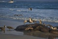 Giant Petrels feeding on a seal carcass in the Falkland Islands