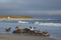 Giant Petrels feeding on a seal carcass in the Falkland Islands
