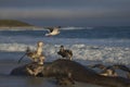 Giant Petrels feeding on a seal carcass in the Falkland Islands