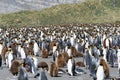 Mixed group of young and adult King Penguins on South Georgia Is Royalty Free Stock Photo