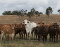 Mixed herd of Australian cattle roaming free in Queensland Australia.