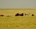 Mixed herd of cattle and a grey horse in Kansas