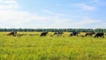 Mixed herd of cows and sheep in the field