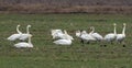 Mixed herd of different species of swans - tundra and whooper feeding and resting together on green field in spring Royalty Free Stock Photo