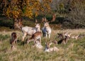 A mixed herd of Fallow Deer - Dama dama. Royalty Free Stock Photo