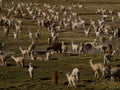 Mixed herd of farm animals llamas alpacas in andes mountains plateau nature landscape near Colca Canyon Arequipa Peru Royalty Free Stock Photo