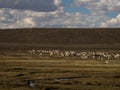 Mixed herd of farm animals llamas alpacas in andes mountains plateau nature landscape near Colca Canyon Arequipa Peru Royalty Free Stock Photo