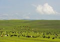 Goats and cattle grazing in the Mongolian steppe Royalty Free Stock Photo