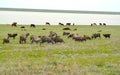 The mixed herd of goats and cows is grazed on the river bank Manych in the spring steppe. Kalmykia