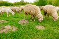 Mixed herd of sheep and goats are grazing grass, on a pasture, meadow Royalty Free Stock Photo