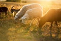A mixed herd of sheep and goats in a meadow in the rays of the setting sun Royalty Free Stock Photo