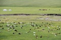 Mixed herd of sheep and Kashmir goats Royalty Free Stock Photo