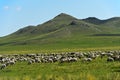 Mixed herd of sheep and Kashmir goats grazing in the steppe