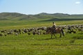 Mixed herd of sheep and Kashmir goats Royalty Free Stock Photo