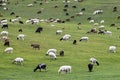 Mixed herd of sheep and Kashmir goats Royalty Free Stock Photo