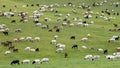 Mixed herd of sheep and Kashmir goats Royalty Free Stock Photo