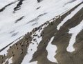 Mixed herd of Siberian ibex in search of food during migration