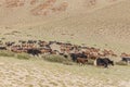 Mixed herd of yak, sheep and goats grazes in a mountain valley, Altai, Mongolia Royalty Free Stock Photo