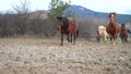 Mixed horses herd is following dark brown horse with black mane by dusty road between meadows. Brown cold-blood horse, white hucul