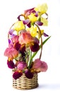 Mixed iris flowers in a vase Royalty Free Stock Photo