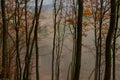 Mountain Forest With Fog and Trees During Fall