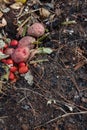 Mixed kitchen scraps and organic matter on dirt, copy space