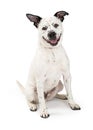 Happy spotted Large Crossbreed Dog Royalty Free Stock Photo