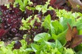 Mixed Lettuce Royalty Free Stock Photo