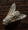 Mixed light. Horsefly or Gadfly or Horse Fly Diptera Insect Macro. Selective focus